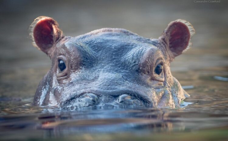  The Fiona Phenomenon