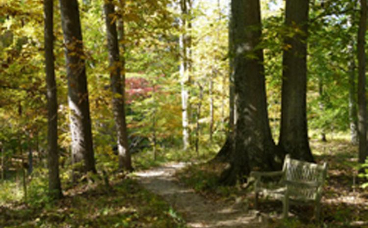  3 Local Park Challenges