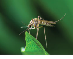 Here Come the Bugs