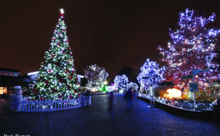  Festive Fun in the Queen City