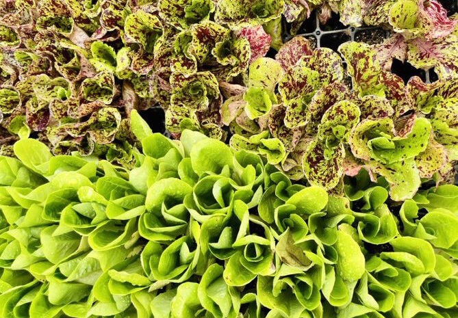  Farm-to-table Movement Gaining Lots of Ground