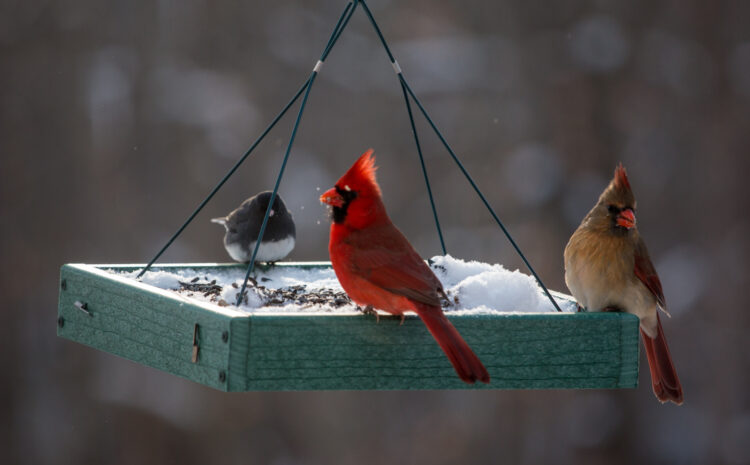  Birds Need More Attention in Cold Weather