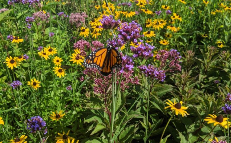  Racing for Monarchs