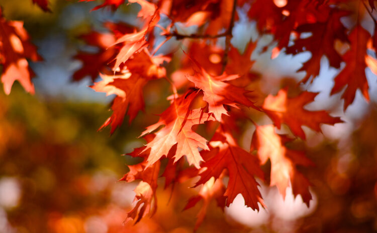 Nature Paints a Colorful Leaf Palette