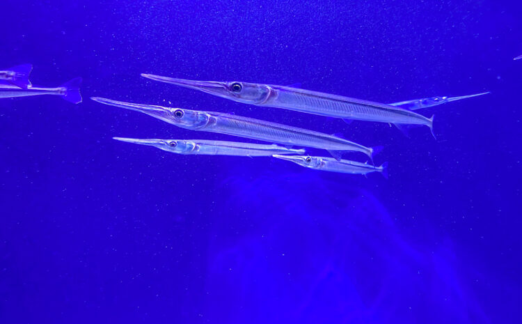  Newport Aquarium’s Newest Residents
