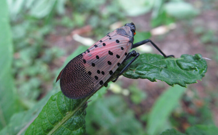 Spotted Lanternflies Land in Cincinnati