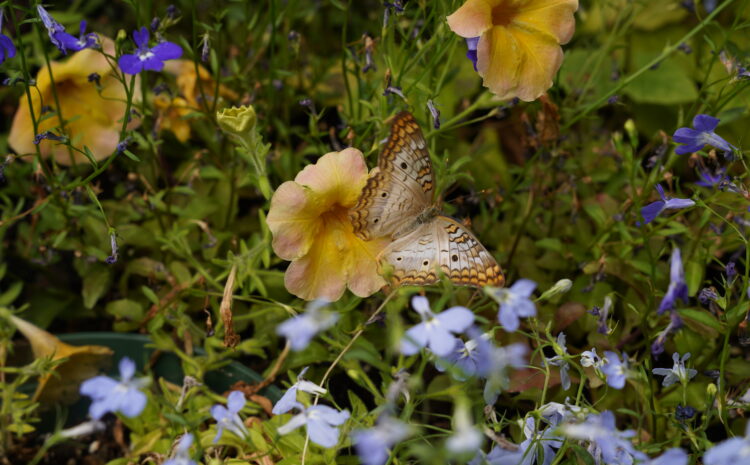  Flying Flowers