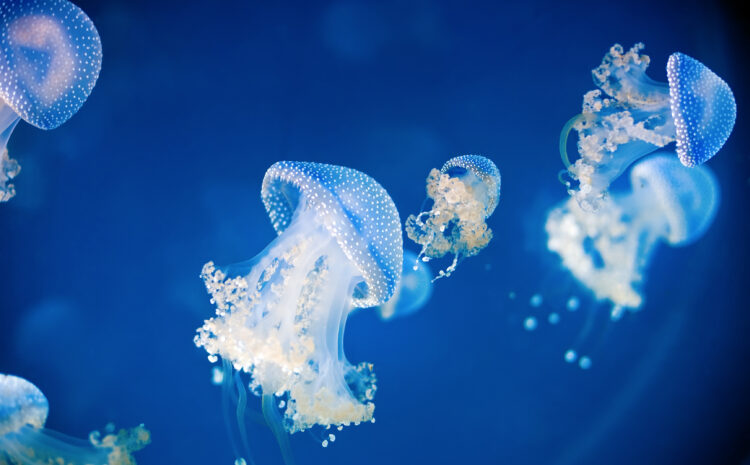  Dive into a New Exhibit