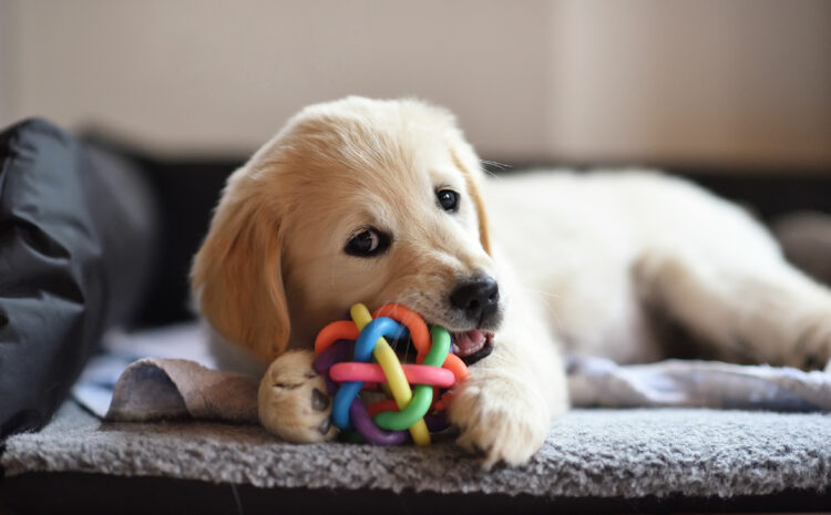 Perfectly Imperfect: Lessons from Life and a Puppy