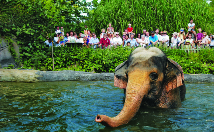 Happy Birthday, Cincinnati Zoo