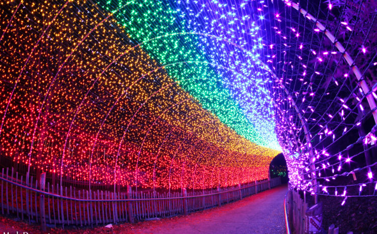 Light Up The Season