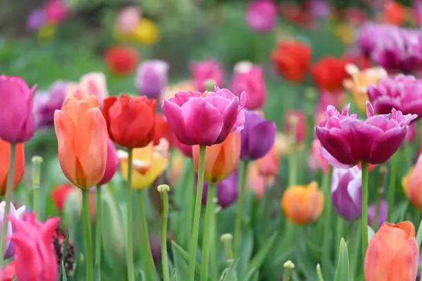  Flowers in Bloom