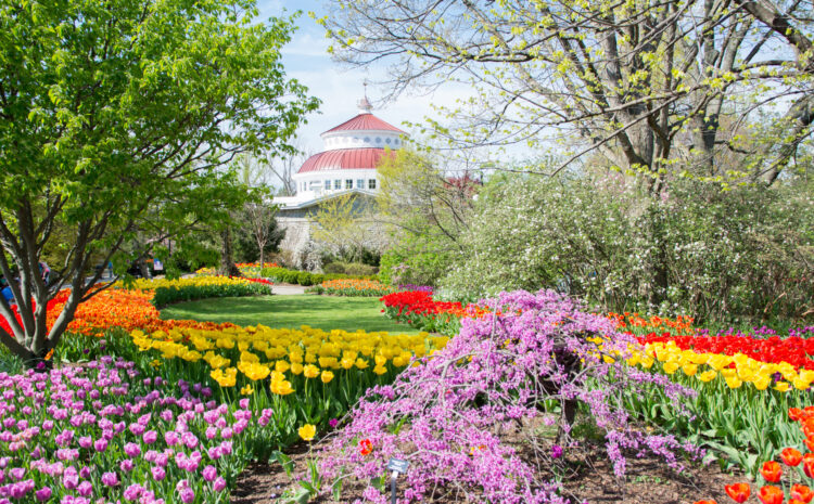  Cincinnati in Bloom 