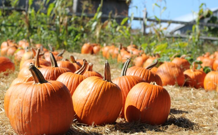  Tristate Orchards and Farms Open for Fall U-pick Season 